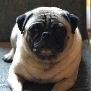 Meet your Posher, Don